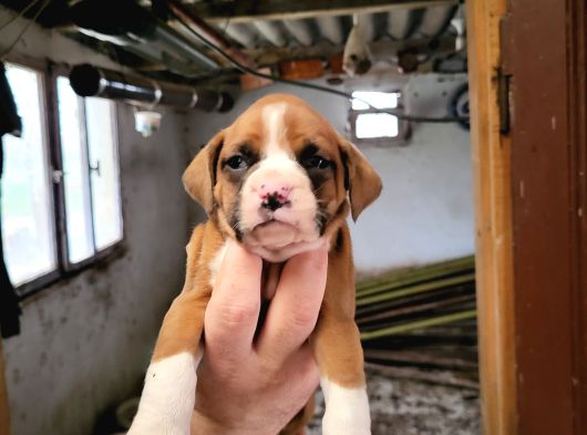 Dişi Boxer Yavrularımız görsel