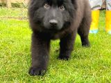 Long Hair Black Alman Kurdu Yavrulari