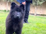 Long Hair Black ALMAN KURDU YAVRULARI