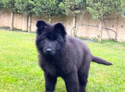 Safkan Solid Black Alman Kurdu Yavrulari görsel