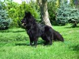 Safkan Solid Black Alman Kurdu Yavrulari