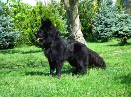 Safkan Solid Black Alman Kurdu Yavrulari görsel