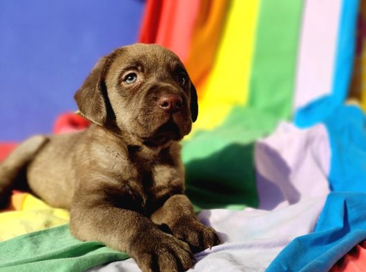 İstanbulda İnanilmaz Güzelli̇kte Labrador Yavrular görsel