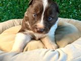 Ruhsatlı Çiftlikten A Kalite Border Collie