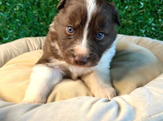 Ruhsatlı Çiftlikten A Kalite Border Collie görsel
