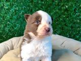 Ruhsatlı Çiftlikten A Kalite Border Collie