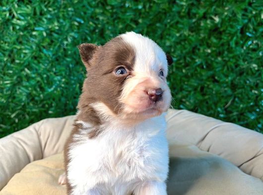 Ruhsatlı Çiftlikten A Kalite Border Collie görsel