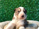 Ruhsatlı Çiftlikten A Kalite Border Collie