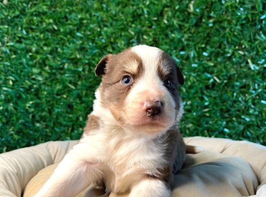 Ruhsatlı Çiftlikten A Kalite Border Collie görsel