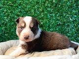 Ruhsatlı Çiftlikten A Kalite Border Collie