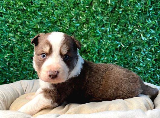 Ruhsatlı Çiftlikten A Kalite Border Collie görsel