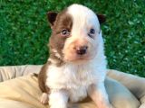 Ruhsatlı çiftlikten A kalite border collie