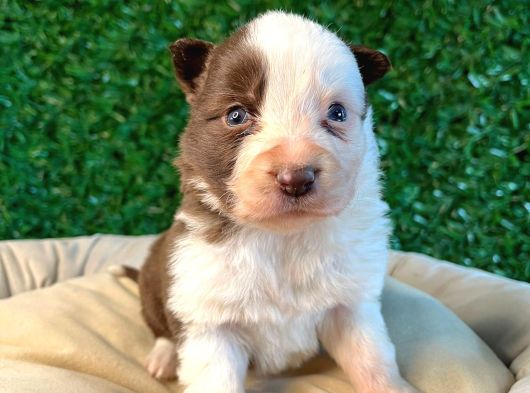 Ruhsatlı Çiftlikten A Kalite Border Collie