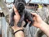 Asalet Ve Güç Bir Arada Blue Cane Corso Yavruları