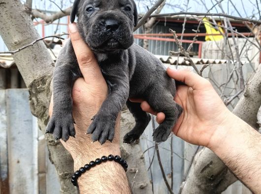 Asalet Ve Güç Bir Arada Blue Cane Corso Yavruları görsel