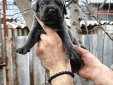 Asalet Ve Güç Bir Arada Blue Cane Corso Yavruları