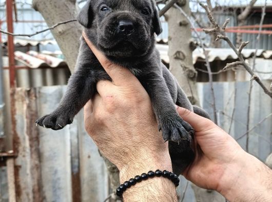 Asalet Ve Güç Bir Arada Blue Cane Corso Yavruları görsel