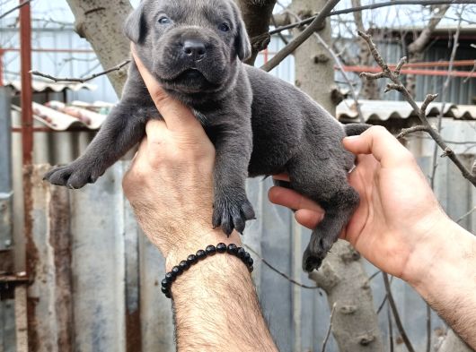 Asalet Ve Güç Bir Arada Blue Cane Corso Yavruları görsel