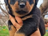 Efsane Rottweiler Yavruları