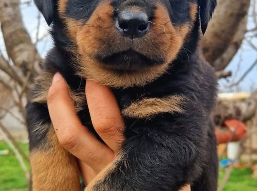 Efsane Rottweiler Yavruları görsel