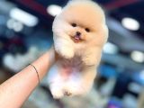 Pomeranian Boo Karbeyaz Yavrumuz Mağazamızdan Sizlerle