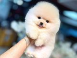 Pomeranian boo karbeyaz yavrumuz mağazamızdan sizlerle