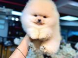 Pomeranian Boo Karbeyaz Yavrumuz Mağazamızdan Sizlerle