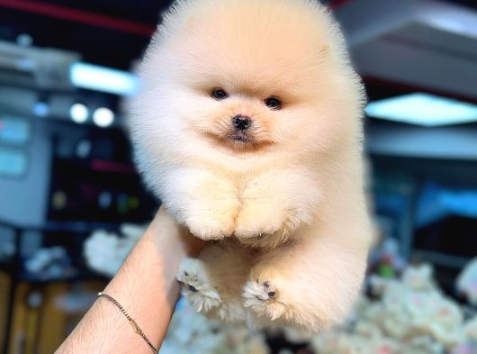 Pomeranian Boo Karbeyaz Yavrumuz Mağazamızdan Sizlerle görsel