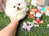 Kisa Burun Ori̇ji̇na Teddy Bear
