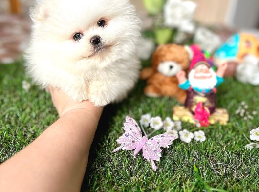 Kisa Burun Ori̇ji̇na Teddy Bear görsel