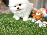 Kisa Burun Ori̇ji̇na Teddy Bear