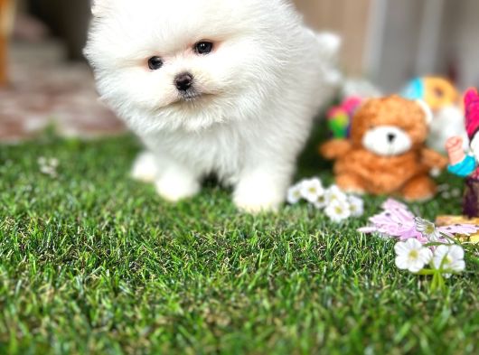 Kisa Burun Ori̇ji̇na Teddy Bear görsel
