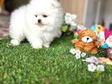Kisa Burun Ori̇ji̇na Teddy Bear