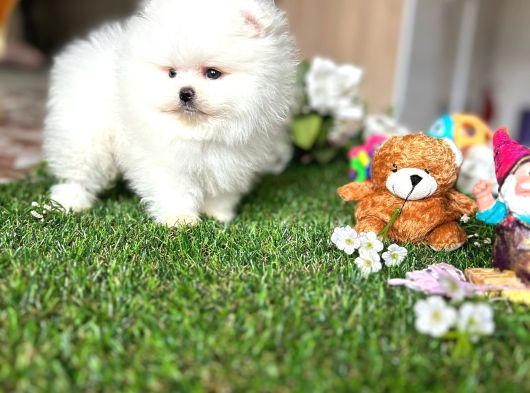 Kisa Burun Ori̇ji̇na Teddy Bear görsel