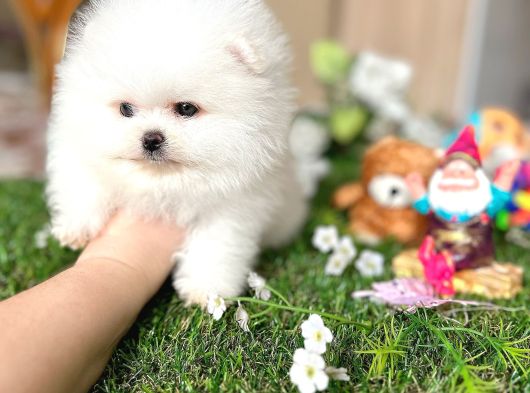 Kisa Burun Ori̇ji̇na Teddy Bear görsel