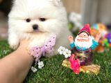 KISA BURUN ORİJİNA TEDDY BEAR