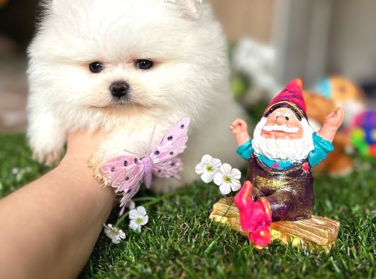 Kisa Burun Ori̇ji̇na Teddy Bear
