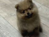 Safkan Irk Garanti̇li̇ Ayi Boo Yavrular