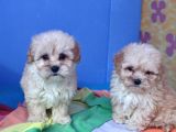 İstanbulda Gerçek Orji̇nal Malti̇poo Yavrular