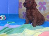 İstanbulda A Kali̇te Gerçek Orji̇nal Toy Poodle Yavrular