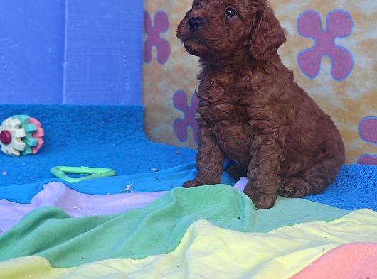 İstanbulda A Kali̇te Gerçek Orji̇nal Toy Poodle Yavrular görsel