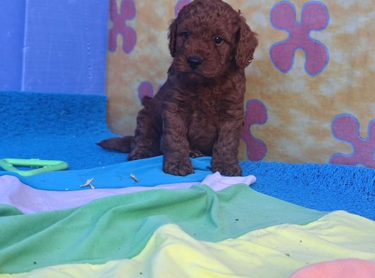İstanbulda A Kali̇te Gerçek Orji̇nal Toy Poodle Yavrular görsel