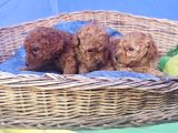 İstanbulda A Kali̇te Gerçek Orji̇nal Toy Poodle Yavrular