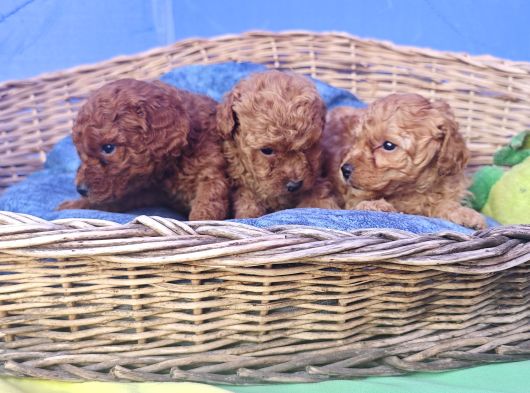 İstanbulda A Kali̇te Gerçek Orji̇nal Toy Poodle Yavrular görsel