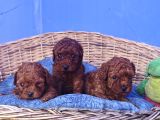 İstanbulda A Kali̇te Gerçek Orji̇nal Toy Poodle Yavrular