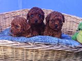 İstanbulda A Kali̇te Gerçek Orji̇nal Toy Poodle Yavrular