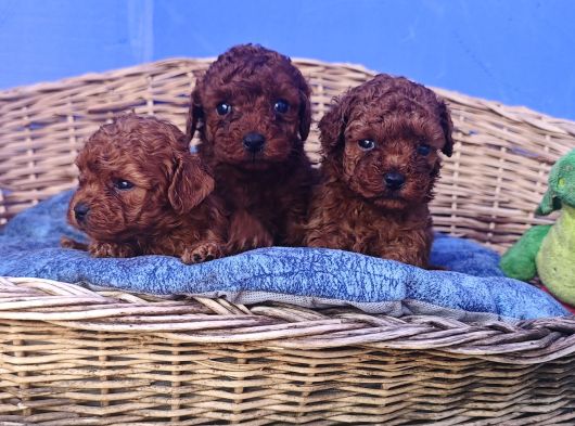 İstanbulda A Kali̇te Gerçek Orji̇nal Toy Poodle Yavrular görsel