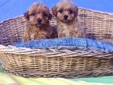 İSTANBULDA GERÇEK ORJİNAL MALTİPOO YAVRULAR