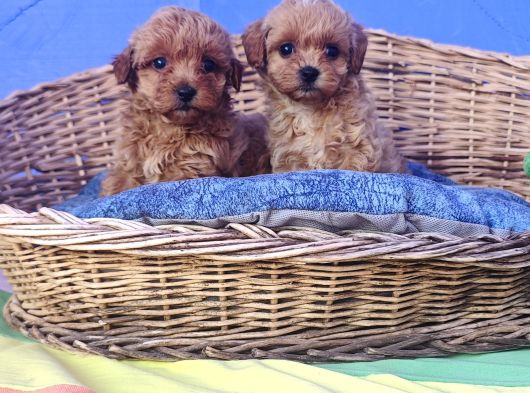 İstanbulda Gerçek Orji̇nal Malti̇poo Yavrular