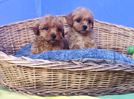 İstanbulda Gerçek Orji̇nal Malti̇poo Yavrular görsel